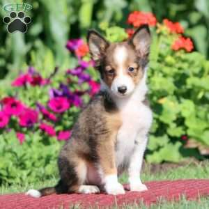 Jamie, Sheltie Puppy