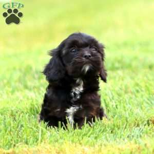 Jamie, Cavapoo Puppy