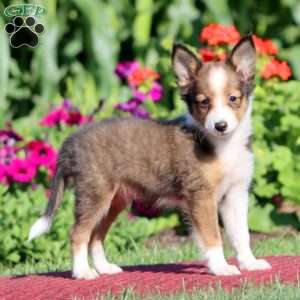 Jamie, Sheltie Puppy