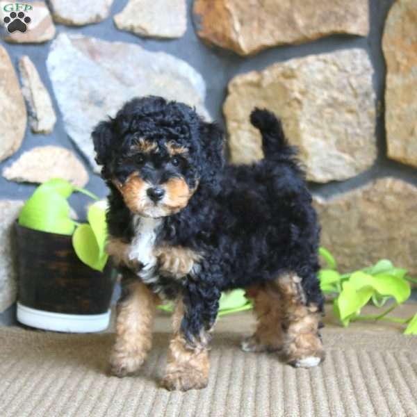 Janae, Miniature Poodle Puppy