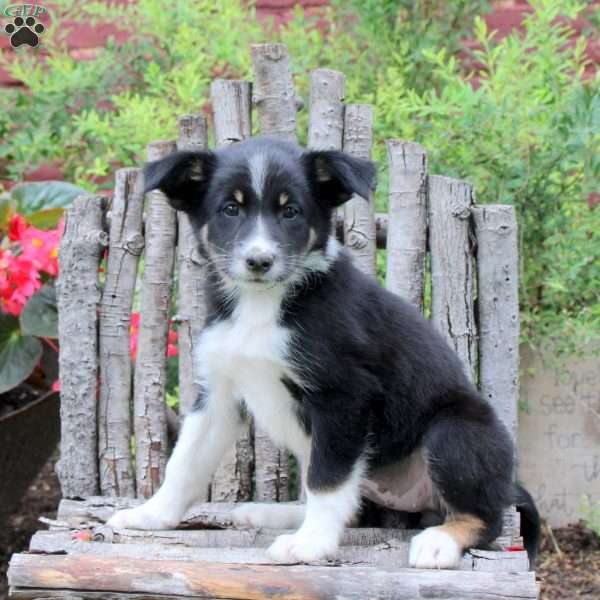Janana, Border Collie Puppy