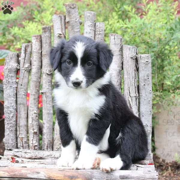 Janel, Border Collie Puppy
