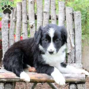 Janel, Border Collie Puppy