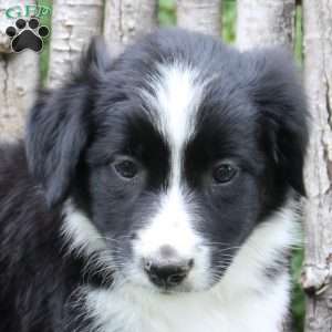 Janel, Border Collie Puppy