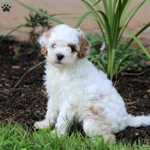 Janelle, Cavapoo Puppy