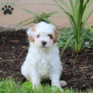 Janelle, Cavapoo Puppy