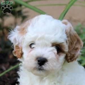 Janelle, Cavapoo Puppy