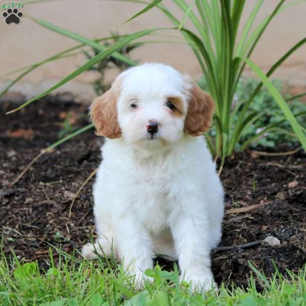 Janessa, Cavapoo Puppy