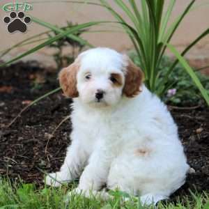 Janessa, Cavapoo Puppy