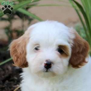 Janessa, Cavapoo Puppy