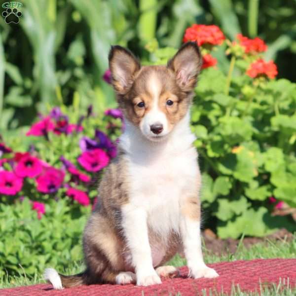 Janie, Sheltie Puppy