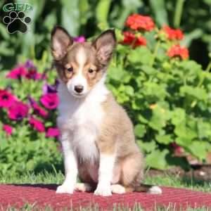 Janie, Sheltie Puppy