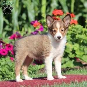 Janie, Sheltie Puppy
