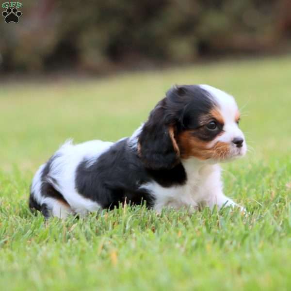 Jared, Cavapoo Puppy