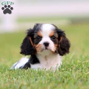 Jared, Cavapoo Puppy
