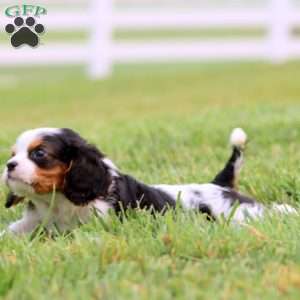 Jared, Cavapoo Puppy