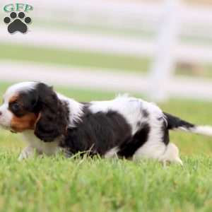 Jared, Cavapoo Puppy