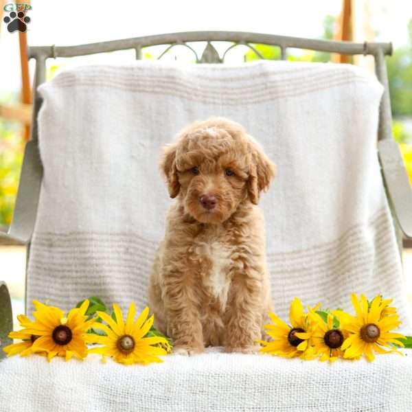 Jared, Mini Goldendoodle Puppy