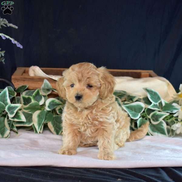 Jasmine, Maltipoo Puppy