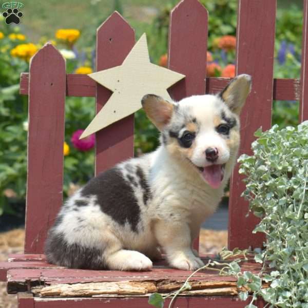 Jasmine, Pembroke Welsh Corgi Puppy