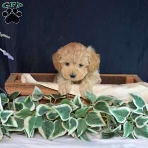 Jasmine, Maltipoo Puppy