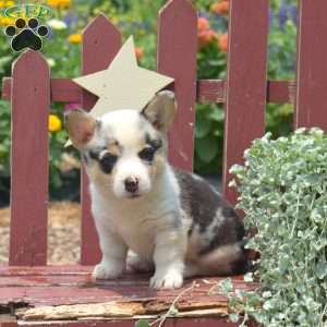 Jasmine, Pembroke Welsh Corgi Puppy