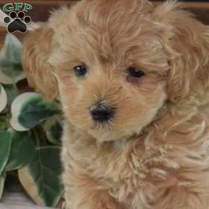 Jasmine, Maltipoo Puppy