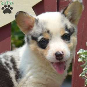 Jasmine, Pembroke Welsh Corgi Puppy