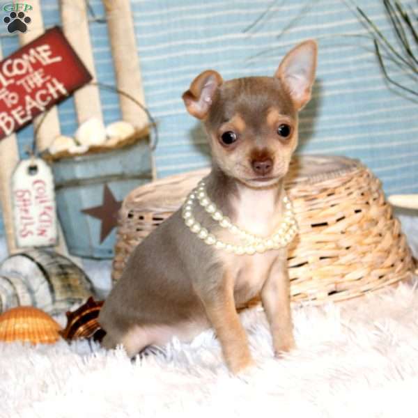 Jasmine, Chihuahua Puppy