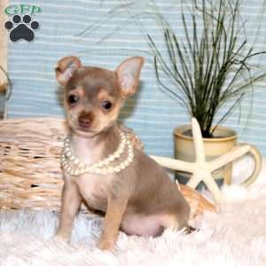 Jasmine, Chihuahua Puppy