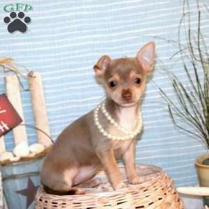 Jasmine, Chihuahua Puppy