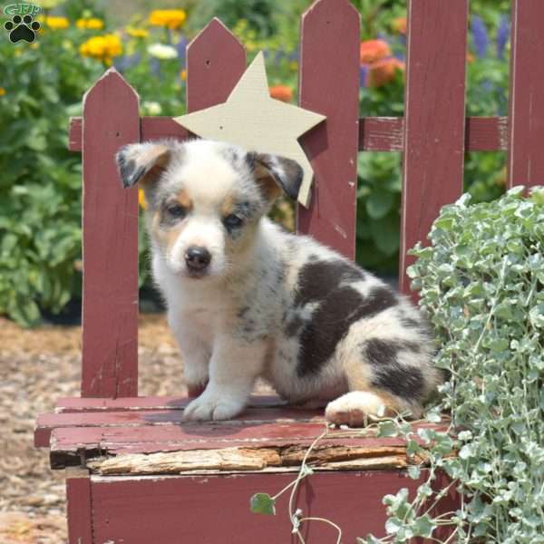 Jasper, Pembroke Welsh Corgi Puppy