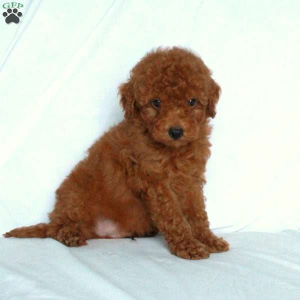 Jasper, Miniature Poodle Puppy
