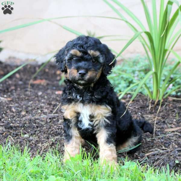 Jasper, Cavapoo Puppy