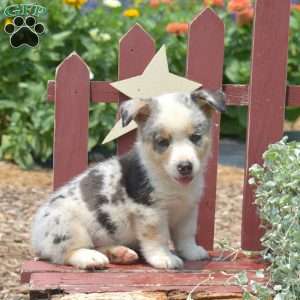 Jasper, Pembroke Welsh Corgi Puppy
