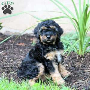 Jasper, Cavapoo Puppy
