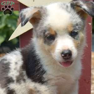 Jasper, Pembroke Welsh Corgi Puppy
