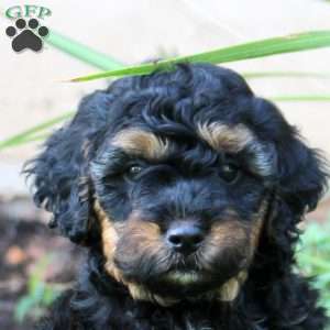 Jasper, Cavapoo Puppy
