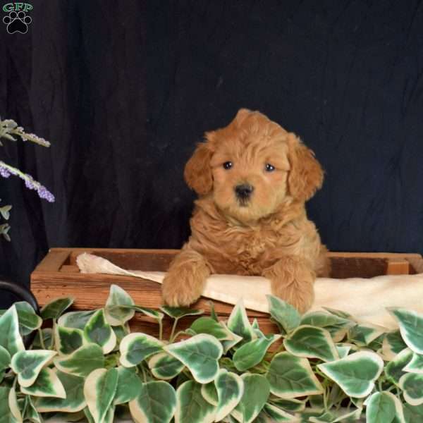 Jax, Maltipoo Puppy