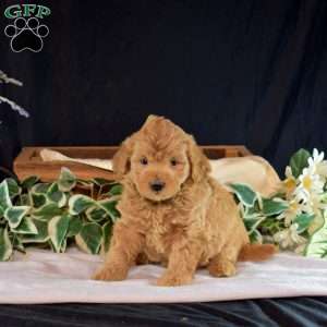 Jax, Maltipoo Puppy