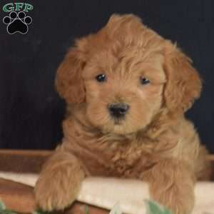 Jax, Maltipoo Puppy