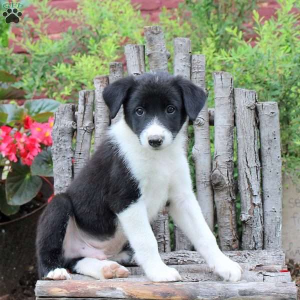 Jaxon, Border Collie Puppy