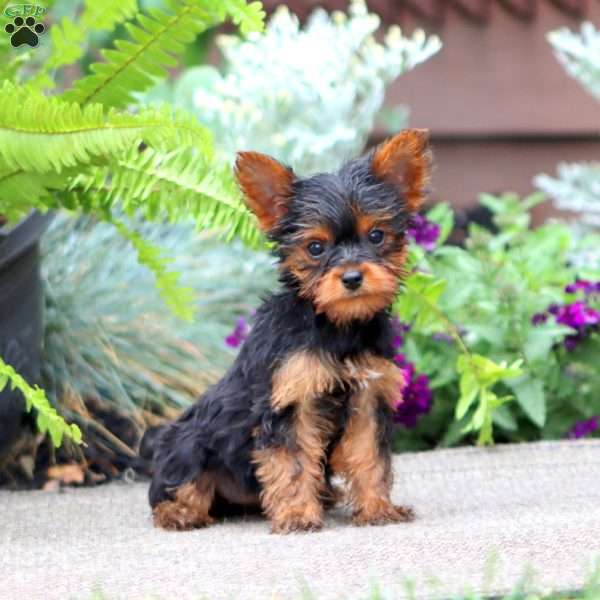 Jayda, Yorkie Puppy