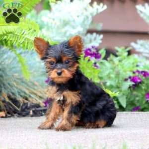 Jayda, Yorkie Puppy