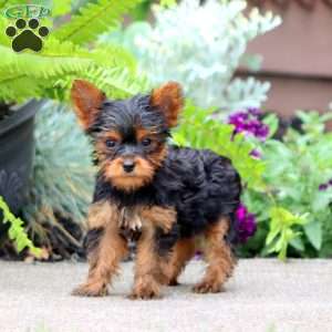Jayda, Yorkie Puppy
