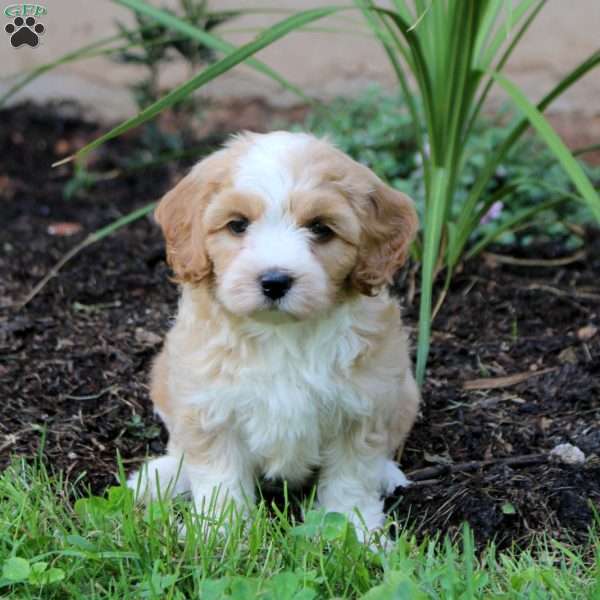 Jayla, Cavapoo Puppy
