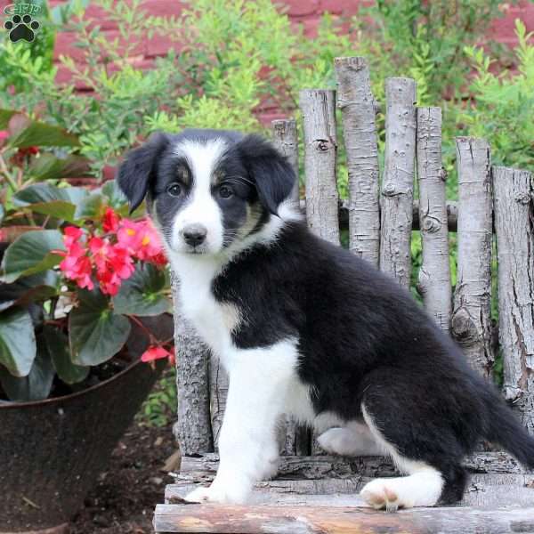 Jaylene, Border Collie Puppy
