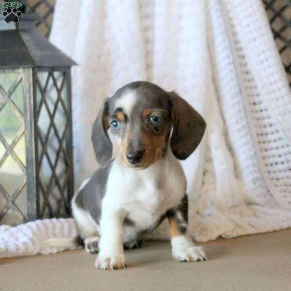 Jaynie, Dachshund Puppy