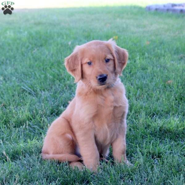 Jem, Golden Retriever Puppy