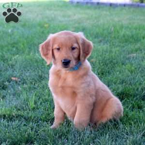Jem, Golden Retriever Puppy